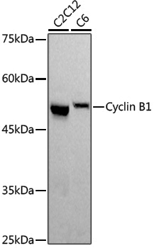 Anti-Cyclin B1 Rabbit pAb