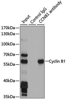 Anti-Cyclin B1 Rabbit pAb