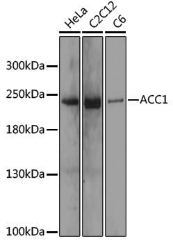 Anti-Acetyl Coenzyme A Carboxylase Rabbit pAb