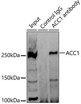 Anti-Acetyl Coenzyme A Carboxylase Rabbit pAb