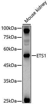 Anti-ETS1 Rabbit pAb