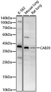 Anti-CAB39 Rabbit pAb
