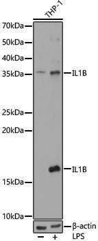 Anti-IL-1 beta Rabbit pAb