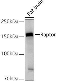 Anti-Raptor Rabbit pAb