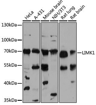 Anti-LIM Kinase 1 Rabbit pAb