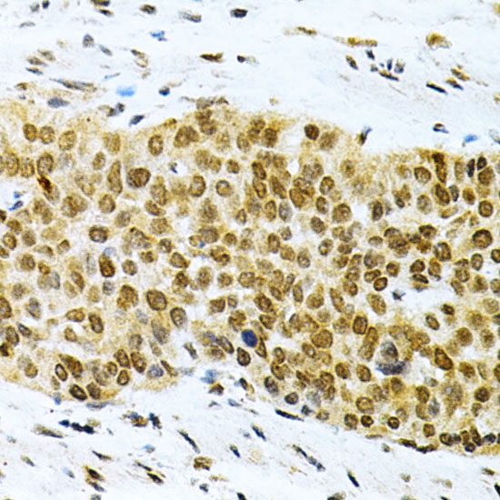 [KO Validated] Anti-HuR/ELAVL1 Rabbit pAb