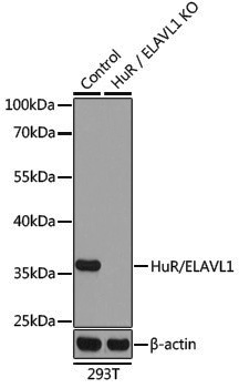 [KO Validated] Anti-HuR/ELAVL1 Rabbit pAb