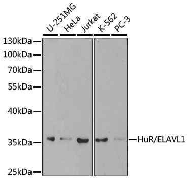 [KO Validated] Anti-HuR/ELAVL1 Rabbit pAb