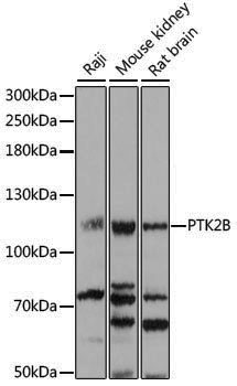 Anti-PYK2 Rabbit pAb