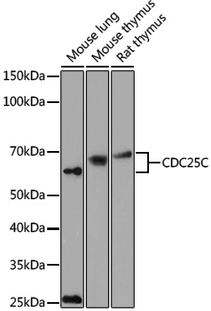 Anti-CDC25C Rabbit pAb