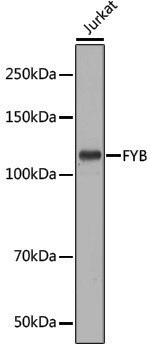 Anti-FYB Rabbit pAb