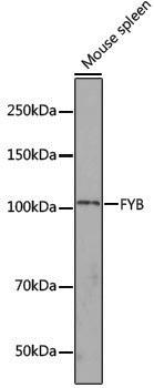 Anti-FYB Rabbit pAb