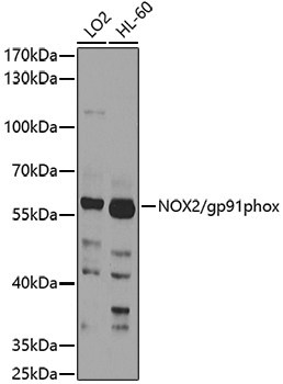 Anti-NOX2 Rabbit pAb