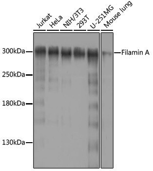 Anti-Filamin A Rabbit pAb