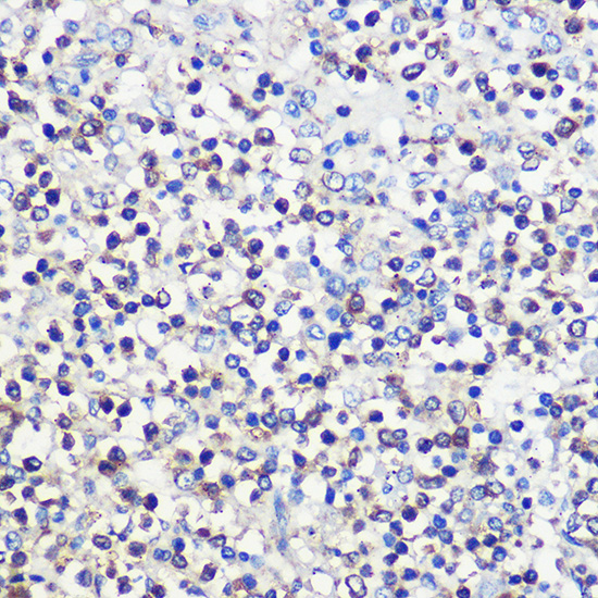 Anti-CD80 Rabbit pAb