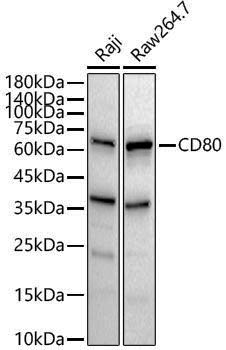 Anti-CD80 Rabbit pAb