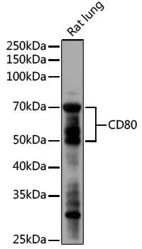 Anti-CD80 Rabbit pAb
