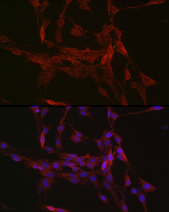 Anti-GSDMD Rabbit pAb