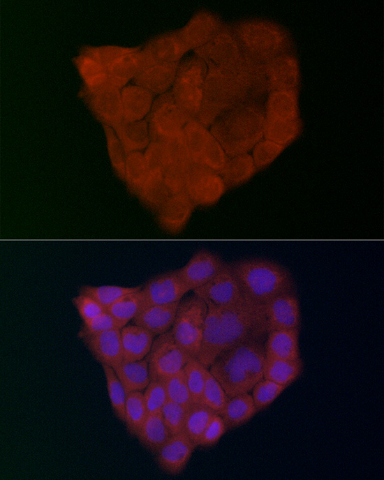 Anti-GSDMD Rabbit pAb