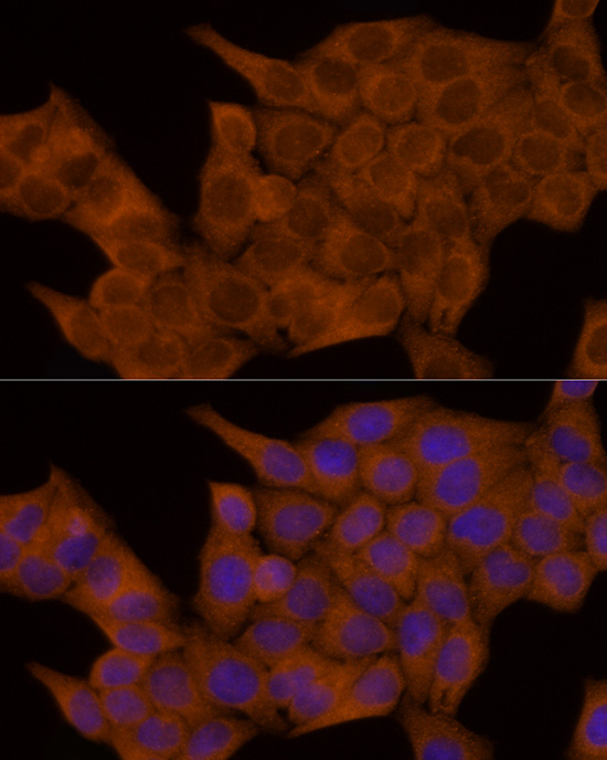 Anti-GSDMD Rabbit pAb
