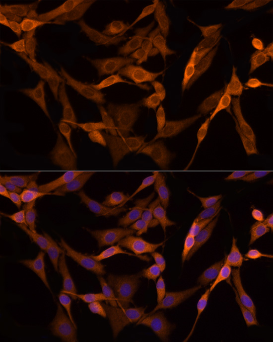 Anti-GSDMD Rabbit pAb