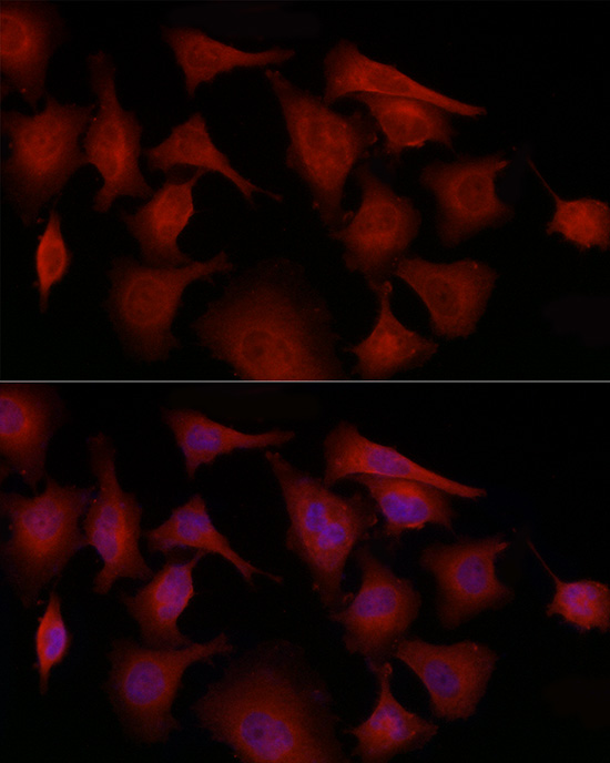 Anti-GSDMD Rabbit pAb
