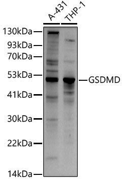 Anti-GSDMD Rabbit pAb