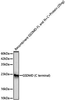 Anti-GSDMD Rabbit pAb
