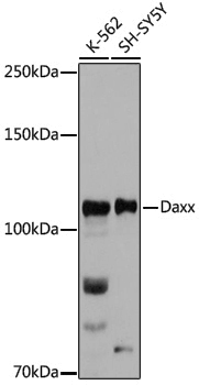 Anti-Daxx Rabbit pAb