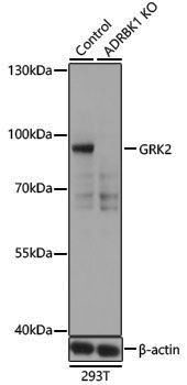 [KO Validated] Anti-GRK2 Rabbit pAb