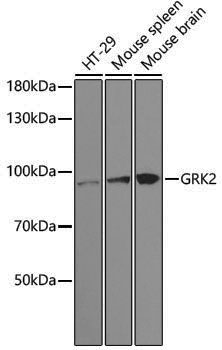 [KO Validated] Anti-GRK2 Rabbit pAb