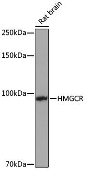 Anti-HMGCR Rabbit pAb