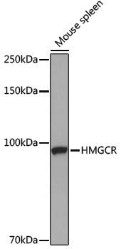 Anti-HMGCR Rabbit pAb