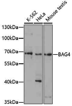 Anti-SODD Rabbit pAb