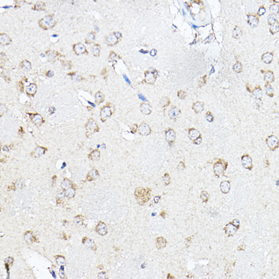 Anti-SCD1 Rabbit pAb