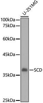 Anti-SCD1 Rabbit pAb