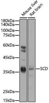 Anti-SCD1 Rabbit pAb