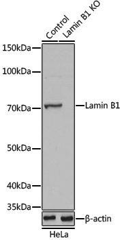 [KO Validated] Anti-Lamin B1 Rabbit pAb