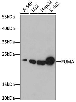 Anti-PUMA Rabbit pAb