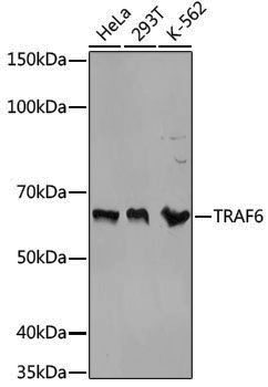Anti-TRAF6 Rabbit pAb