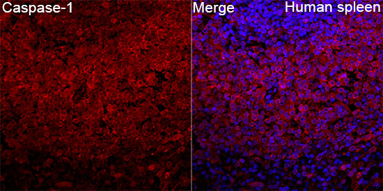 Anti-Caspase 1 Rabbit pAb