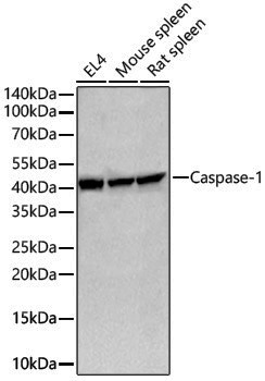 Anti-Caspase 1 Rabbit pAb