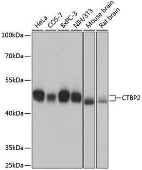 Anti-CTBP2 Rabbit pAb