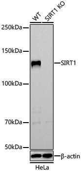 [KO Validated] Anti-SIRT1 Rabbit pAb