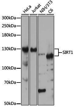 [KO Validated] Anti-SIRT1 Rabbit pAb