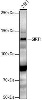 [KO Validated] Anti-SIRT1 Rabbit pAb