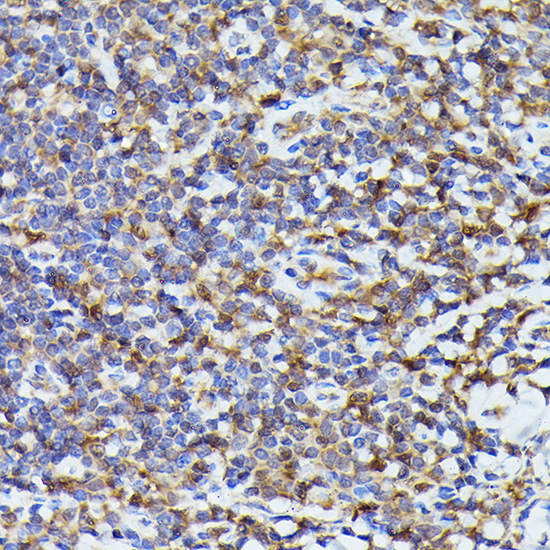 Anti-TMS1 Rabbit pAb