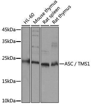 Anti-TMS1 Rabbit pAb
