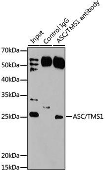 Anti-TMS1 Rabbit pAb