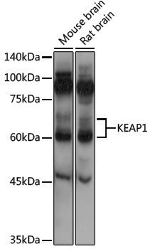 Anti-Keap1 Rabbit pAb